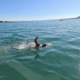 SA man completes 109th crossing from Robben Island to Blouberg Beach - Sports Leo