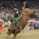 Bull riding