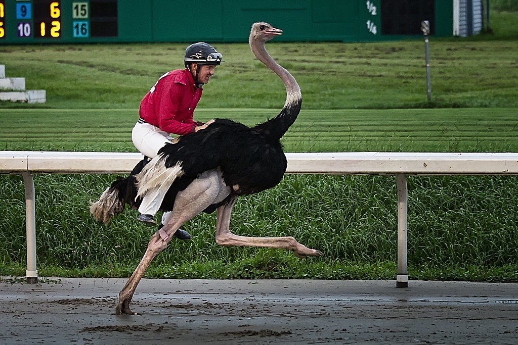 Ostrich racing 